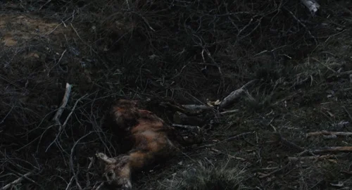 afire_frame_1739870259.6437669.webp