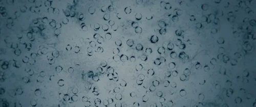 arrival_frame_1738728934.475744.webp