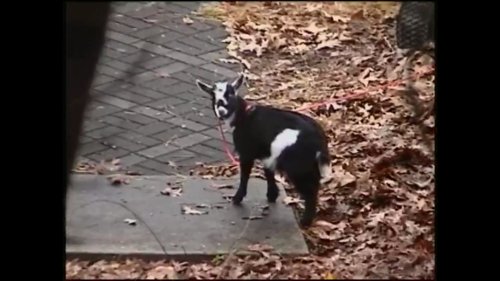d4vd_-_one_more_dance_(official_video)_frame_92.0.jpg