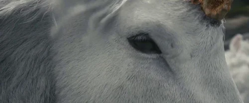 death_of_a_unicorn_frame_1748822604.3113372.webp