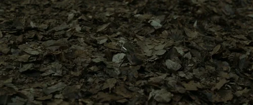 harry_potter_and_the_deathly_hallows:_part_1_frame_1739128013.1445749.webp