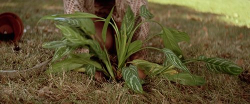 léon_the_professional_frames_frame_449.jpg