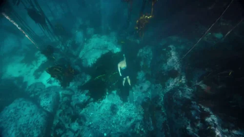 my_octopus_teacher_frame_1749598595.550027.webp