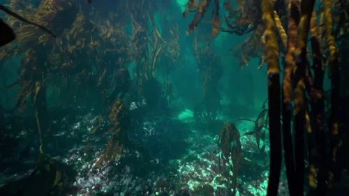 my_octopus_teacher_frame_1749598596.4734678.webp