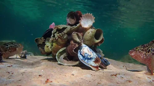 my_octopus_teacher_frame_1749598596.8936355.webp