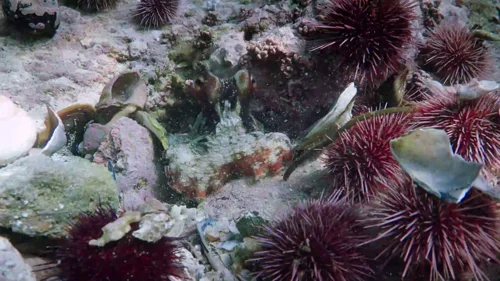 my_octopus_teacher_frame_1749598597.7548113.webp