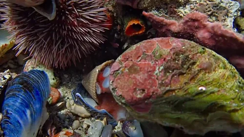 my_octopus_teacher_frame_1749598598.0749214.webp