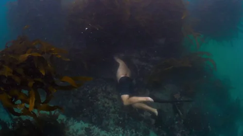 my_octopus_teacher_frame_1749598598.767739.webp