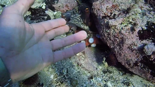 my_octopus_teacher_frame_1749598599.771261.webp