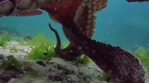 my_octopus_teacher_frame_1749598600.7494352.webp