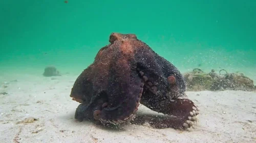 my_octopus_teacher_frame_1749598601.178238.webp