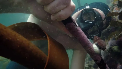 my_octopus_teacher_frame_1749598602.8561604.webp