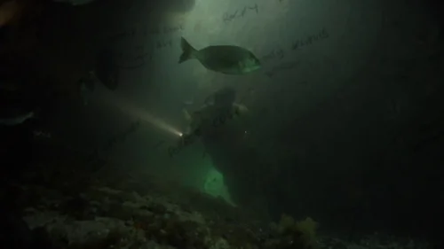 my_octopus_teacher_frame_1749598603.145314.webp