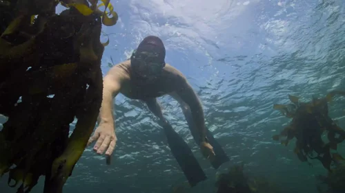 my_octopus_teacher_frame_1749598603.4371858.webp