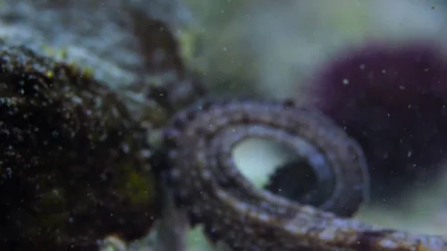 my_octopus_teacher_frame_1749598603.7995756.webp