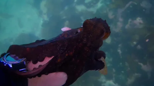 my_octopus_teacher_frame_1749598604.1934602.webp
