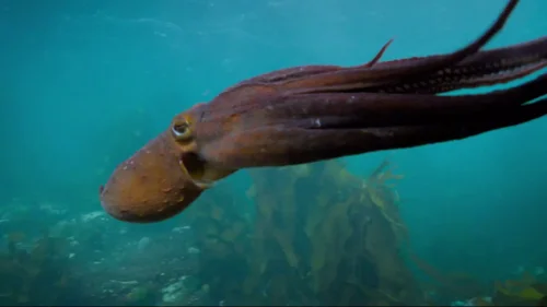 my_octopus_teacher_frame_1749598604.698265.webp