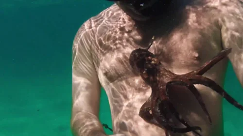 my_octopus_teacher_frame_1749598605.052756.webp