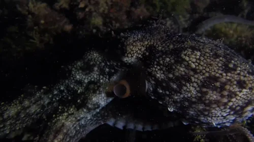 my_octopus_teacher_frame_1749598606.9270325.webp