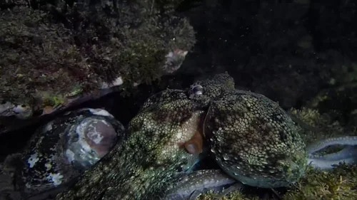 my_octopus_teacher_frame_1749598607.3048835.webp