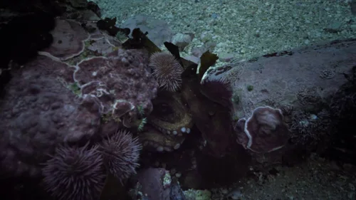 my_octopus_teacher_frame_1749598607.9006722.webp