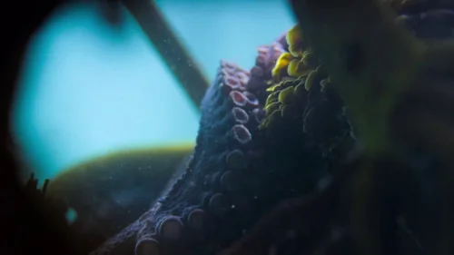 my_octopus_teacher_frame_1749598608.5072005.webp