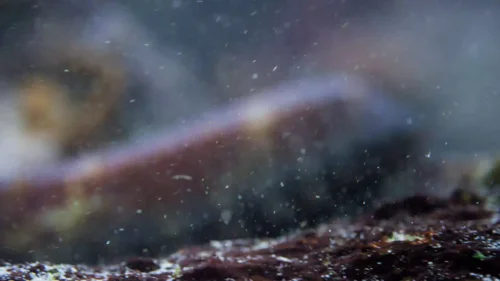 my_octopus_teacher_frame_1749598608.7778964.webp