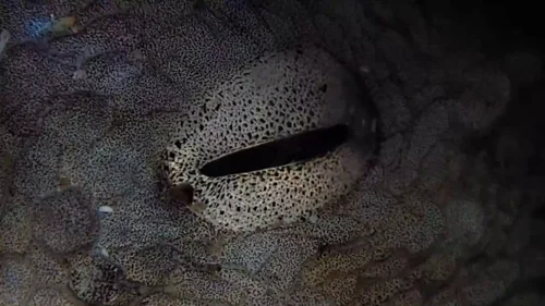 my_octopus_teacher_frame_1749598609.455258.webp
