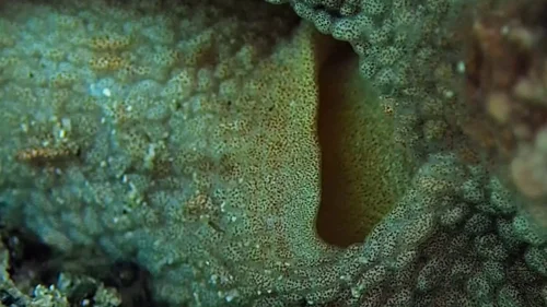 my_octopus_teacher_frame_1749598609.8422577.webp
