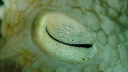 my_octopus_teacher_frame_1749598610.1704948.webp