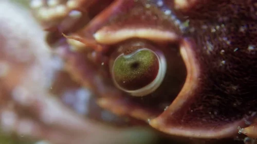 my_octopus_teacher_frame_1749598611.6969225.webp