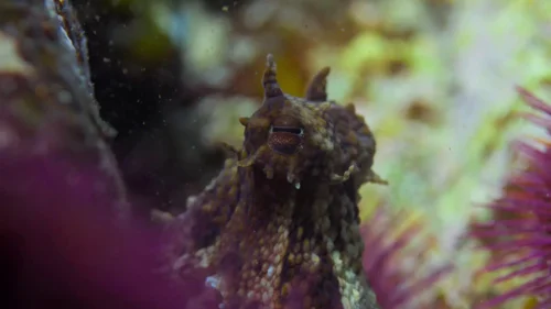 my_octopus_teacher_frame_1749598612.0567691.webp