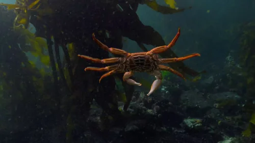 my_octopus_teacher_frame_1749598612.7203553.webp
