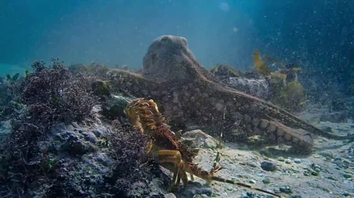 my_octopus_teacher_frame_1749598614.1081867.webp