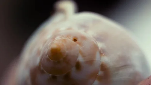 my_octopus_teacher_frame_1749598614.8756711.webp