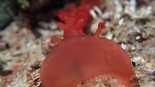 my_octopus_teacher_frame_1749598615.7406452.webp
