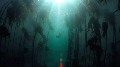 my_octopus_teacher_frame_1749598616.3981113.webp