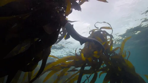 my_octopus_teacher_frame_1749598617.3752465.webp