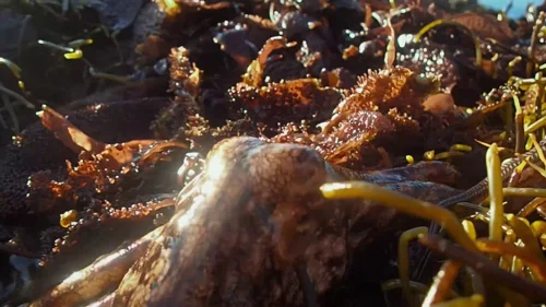 my_octopus_teacher_frame_1749598617.7334192.webp