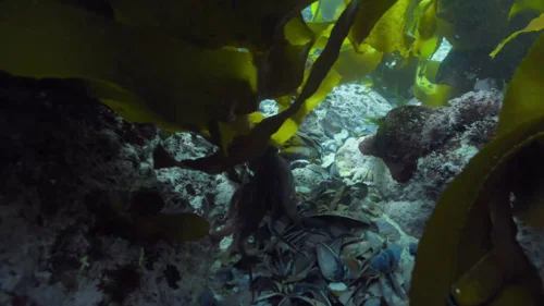 my_octopus_teacher_frame_1749598618.1122992.webp