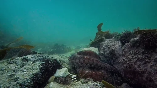 my_octopus_teacher_frame_1749598619.303135.webp