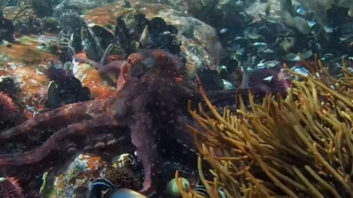 my_octopus_teacher_frame_1749598620.2032402.webp