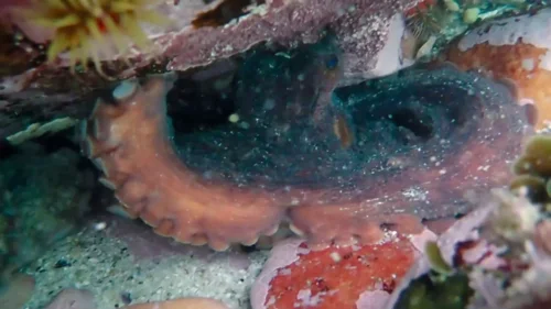 my_octopus_teacher_frame_1749598620.7468843.webp