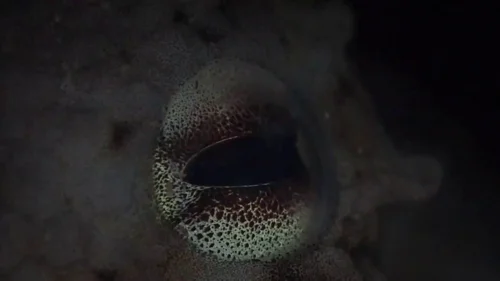 my_octopus_teacher_frame_1749598621.353185.webp
