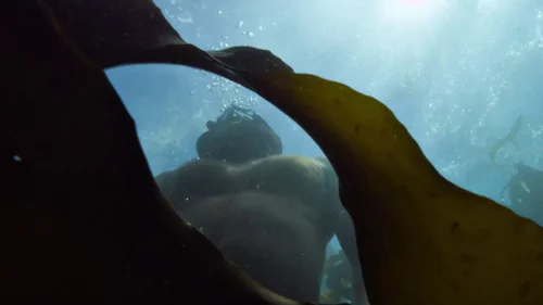 my_octopus_teacher_frame_1749598624.0526578.webp