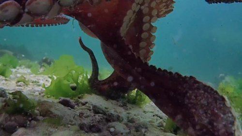 my_octopus_teacher_frame_1749598600.7494352.jpg