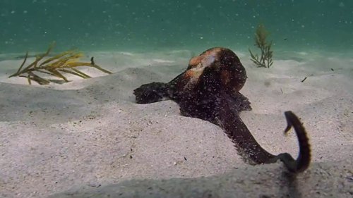 my_octopus_teacher_frame_1749598601.8340776.jpg