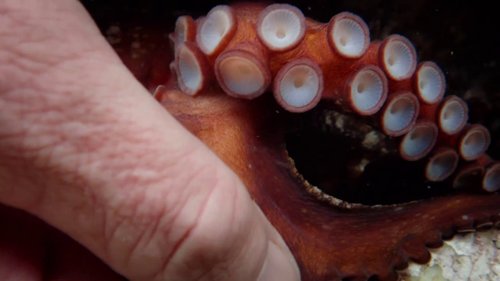 my_octopus_teacher_frame_1749598605.9726882.jpg