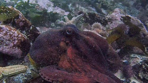 my_octopus_teacher_frame_1749598613.0723155.jpg