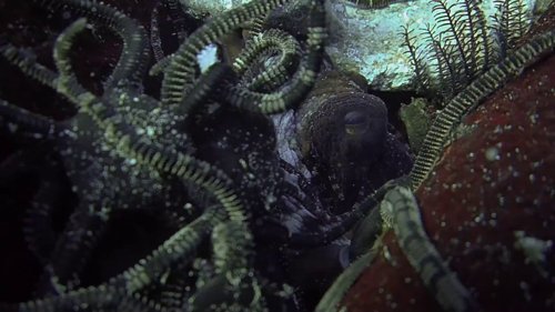 my_octopus_teacher_frame_1749598613.4135008.jpg